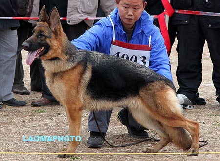 SG3 4003 拜可Baike von ShunFa，CSZ95302，犬主：何平