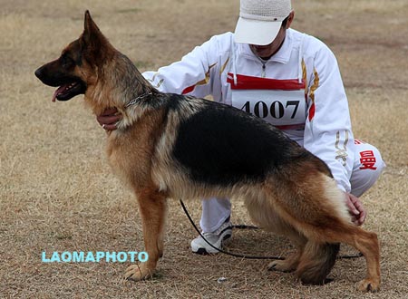 SG4 4007 多娜若Donnahra von LongChi，CSZ106053，犬主：贾景龙