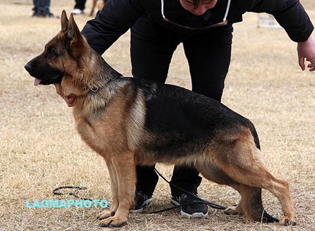 SG5 4029 弗若雅娜 Frayana von DaiLi，CSZ97203，犬主：张弛