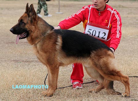 SG1 5012 德菲杜 Defeidu von TaiMei，CSZ119133，犬主：张健（盛鑫）