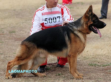 SG2 5007 艾尔卡乌 Erkau von DaYuan，CSZ115521，犬主：阮祖祥