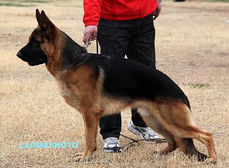 SG3 5003 巴依达 Baydar von MingWei，CSZ111391，犬主：李东凯