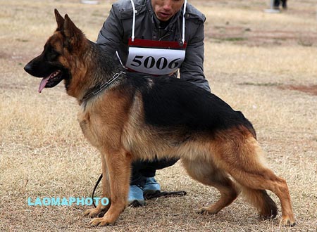 SG4 5006 克拉库斯 Clarkus von YuanXiang，CSZ114585，犬主：李祥