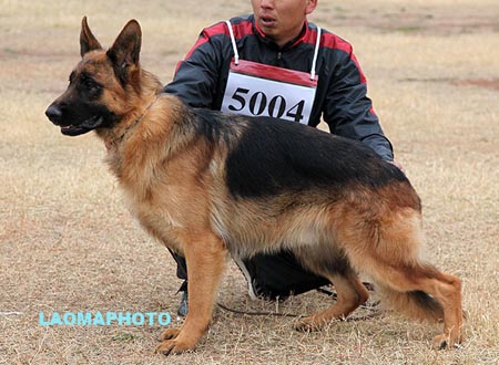 SG5 5004 古依度 Guildo von Hua Shen，CSZ114619，犬主：李富