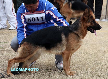 SG1 6011 伊丽 Eili von GuangYou，CSZ112892，犬主：林永培