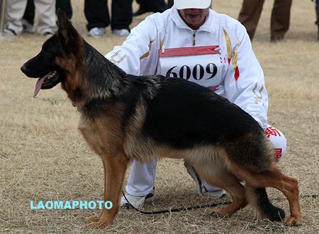 SG2 6009 艾克斯 Ilona von AoDeSai，CSZ125381，犬主：李金明