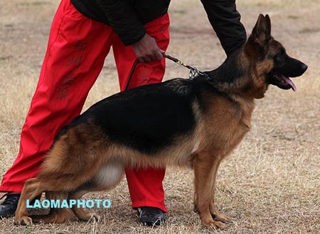 SG3 6004 克瑞丝 Criss von HongYin，CSZ114645，犬主：华洪