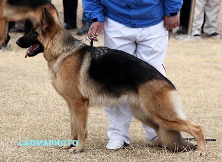 SG4 6014 奥佛 Over von ChenQi，CSZ105804，犬主：王伟栋
