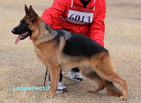 SG5 6013 芭比 Barbie von ZhengHe，CSZ114589，犬主：唐建兴