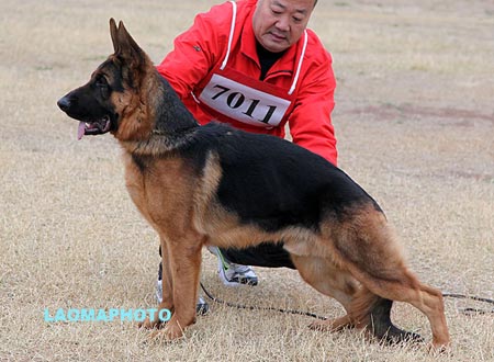 VV1 7011 达文 Dave von ZhongBeiKuanDe，CSZ119298，犬主：张健（盛鑫）