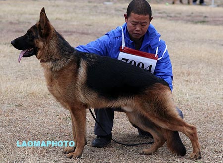 VV2 7004 达古斯 Dagos von DaDongYang，CSZ117952，犬主：沈联华