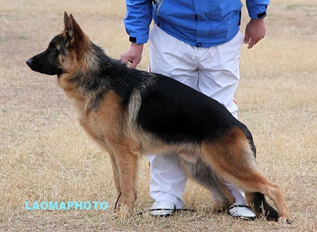 VV3 7005 富罗恩德 Freund von DaYou，CSZ134183，犬主：唐金东