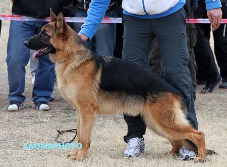 VV4 7002 海尼力 Henry von DaBao，CSZ119209，犬主：华继红