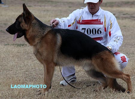 VV5 7006 达洛尔 Darol von TangZheng，CSZ118061，犬主：唐正