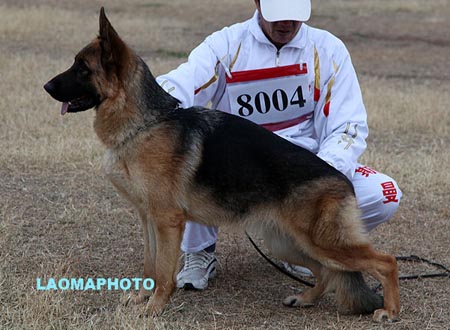VV1 8004 法罗 Faro von GuangYou，CSZ118603，犬主：李金明