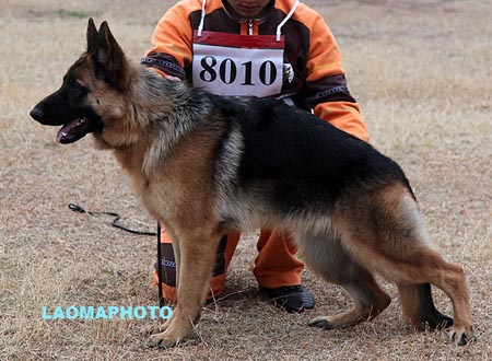 VV2 8010 西可 Cicke von ChuanDeLang，CSZ125399，犬主：赵春勇