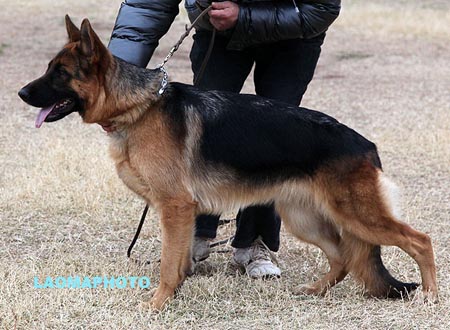 VV3 8007 戴伊波 Dejba von JiaBi，CSZ118216，犬主：陆荣华