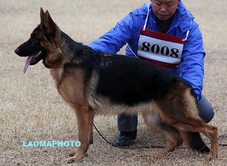 VV4 8008 达卡 Dacca von DaDongYang，CSZ117956，犬主：沈联华