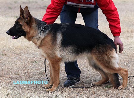 VV5 8012 恩佳 Enja von Rong Xin，CSZ133616，犬主：李永波