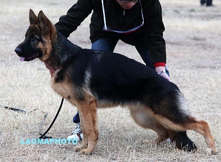 VV1 9003 乃克 Niky von HongXin，CSZ135031，犬主：蔡剑虹