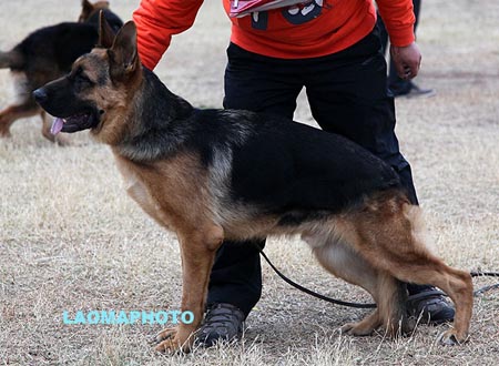 VV2 9001 凯蒙 Kemon von ShengWei，CSZ134308，犬主：陈文根