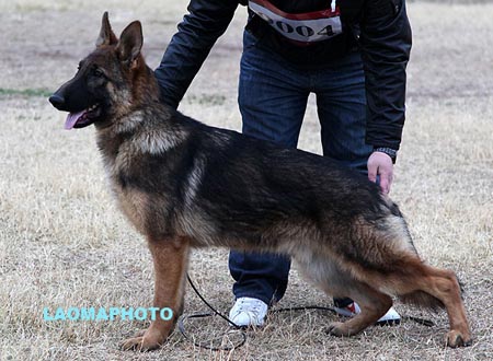 VV3 9004 库艾利 Querriq von AnBin，CSZ133495，犬主：张安斌