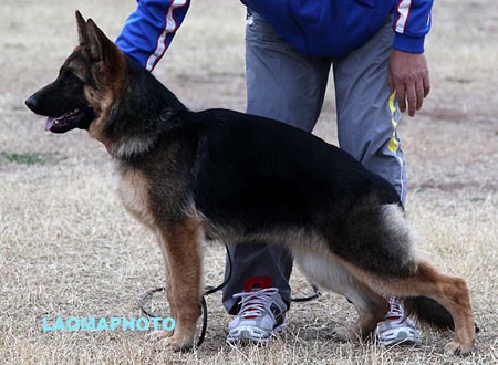 VV1 0006 德妮 Deni von MeiXin，CSZ134409，犬主：熊贵生