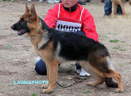 VV2 0008 弗妮丝 Fenice von YongXiang，CSZ133582，犬主：赵勇