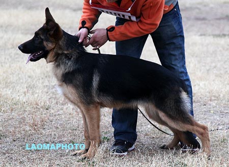 VV3 0001 朱力格 Jurga von Cheng Du Bao Xiang，CSZ134295，犬主：陈林