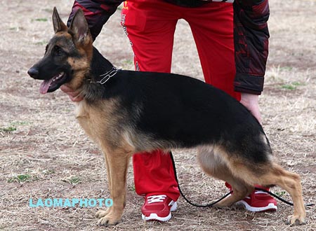 VV4 0003 奴艾拉 Noella von KaiXuan，CSZ132929，犬主：王华凯