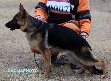 VV5 0007 菲彻特 Fichte von JunJie，CSZ133260，犬主：张俊
