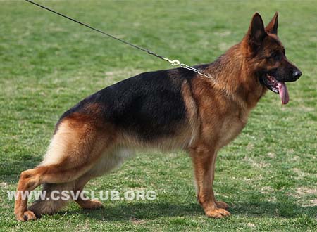 V2 1023 托尼尔，Toni von der Rieser Perle，CSZ8002372，犬主：刘杰
