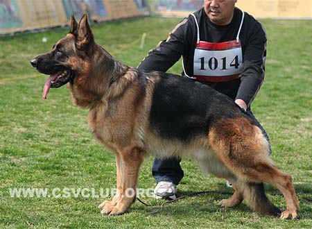 V3 1014 杰瑞，Gerry v. Grafenbrunn，CSZ8002320，犬主：纪增武
