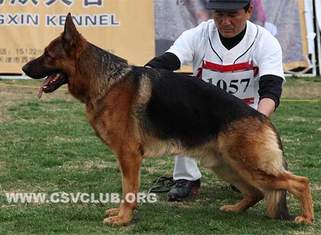 V4 1057 优猛，Yumo vom Finkenschlag，CSZ8002359，犬主：朱道虎