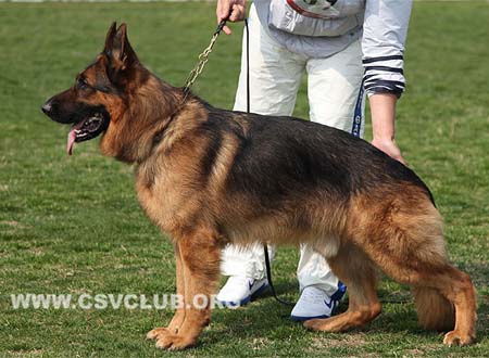 V5 1007 红狼，Cesso von Dossel，CSZ82001，犬主：韩彬