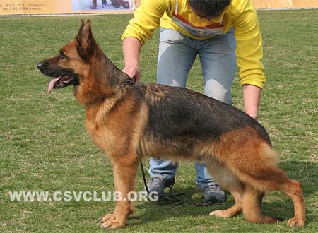 V1 2076 恩多拉，Endora vom Schacher，CSZ8002439，犬主：张松潇