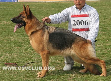 V2 2006 发若法，Fahrah von ShenYangJiLi，CSZ97099，犬主：单纪利