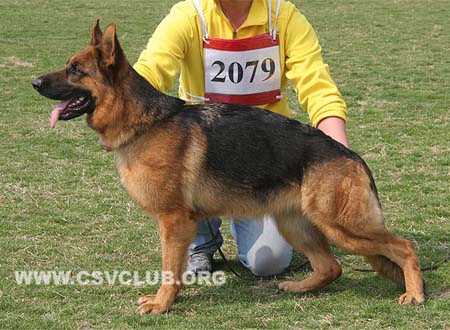 V3 2079 加莉，Jali  von TianYi，CSZ72773，犬主：赵振平