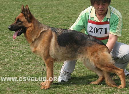 V4 2071 森姿，Cenzl von WenHao，CSZ84559，犬主：翟学喜