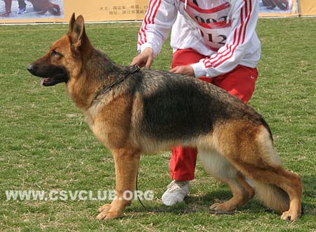 V5 2012 克娄穆白，Colombia von KaiDi，CSZ92931，犬主：高飞