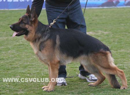 SG1 3024 阿布，Abu vom Holtk?mper See，CSZ8002356，犬主：万伟