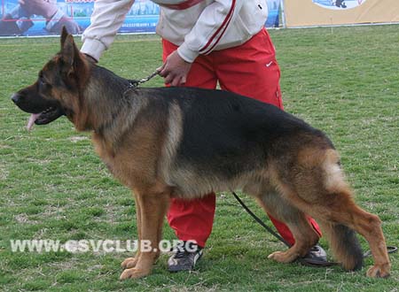 SG2 3035 索尼，Sony vom Streek，CSZ8002360，犬主：周海波