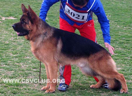 SG3 3021 乌尔班，Urban von Haus Klebach，CSZ8002422，犬主：宁五一