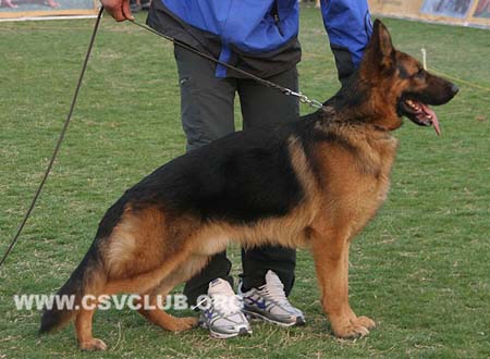 SG4 3016 本尼，Benniq von JiangSuXingLong，CSZ98244，犬主：刘满松