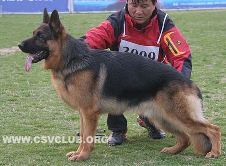 SG5 3009 查斯库，Chasko von LianDeSheng，CSZ110569，犬主：季骏秋