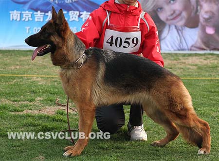 SG1 4059 丹珂，Danke von DeErMei，CSZ94922，犬主：吴建彬