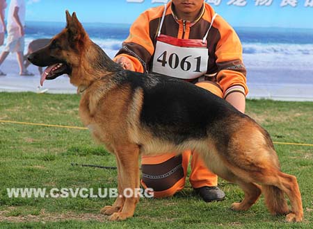 SG2 4061 赛拉，Sera von OuWeiJie，CSZ107108，犬主：杨超