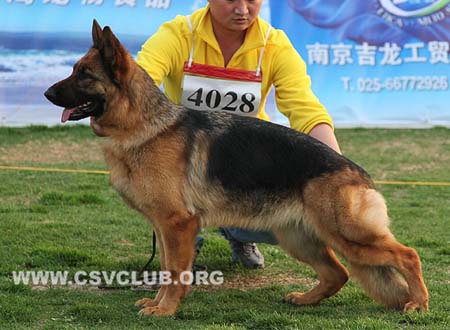 SG3 4028 库拉，Cula von LongChao，CSZ105908，犬主：李国强