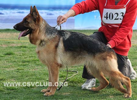 SG4 4023 森佳，Cinja von SanJia，CSZ99355，犬主：胡仕平