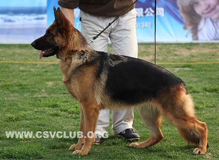 SG5 4032 布露么肯，Bluemchen von AiDeEr，CSZ96163，犬主：李彦超